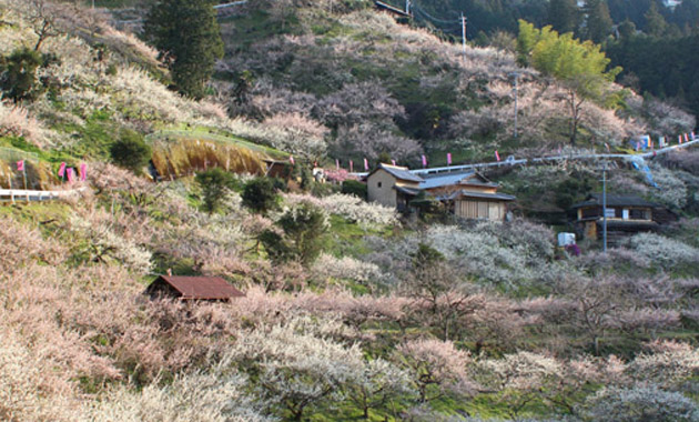 賀名生梅林（イメージ）