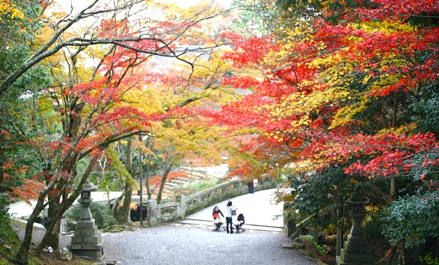 日吉大社紅葉(提供(公社)びわこビジターズビューロー）