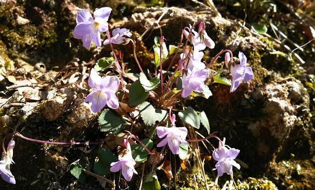 稜線に多くの花が咲きます（イメージ）