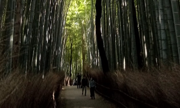 嵐山公園の竹林(イメージ)