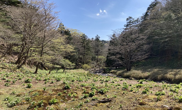 花の百名山｜日本の百名山｜毎日山の旅・登山ツアー【関西・大阪発