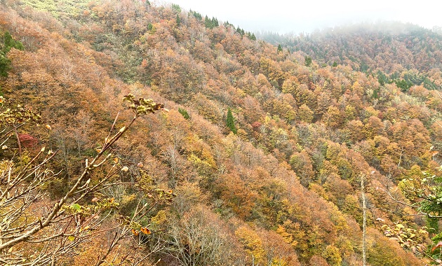 扇ノ山の紅葉(イメージ)