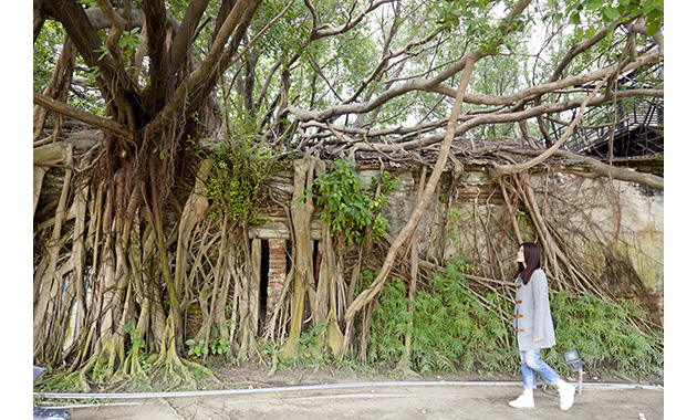 安平樹屋写真提供：台湾観光協会